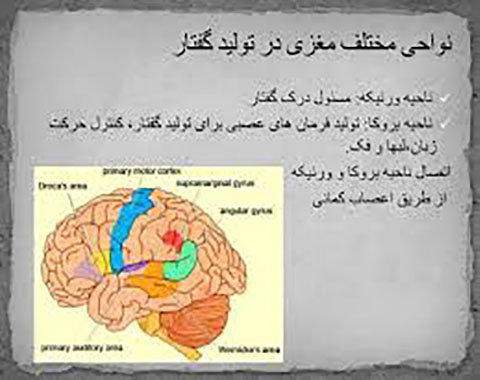 آشنایی قسمتهای مختلف مغز در تولید گفتار